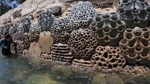  Living Seawalls not only hold back tidal surges but also provide a perfect environment for marine creatures and plants to thrive 