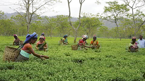  Tea garden workers play a key role in determining the fate of political parties 