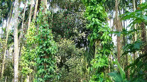 Stock picture of black pepper vines 