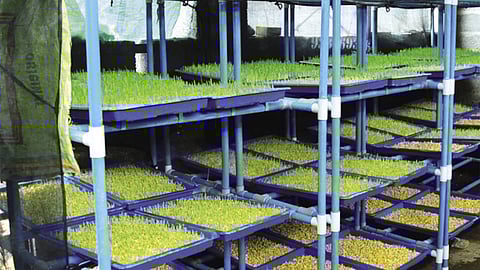 Scaling livelihoods with clean energy