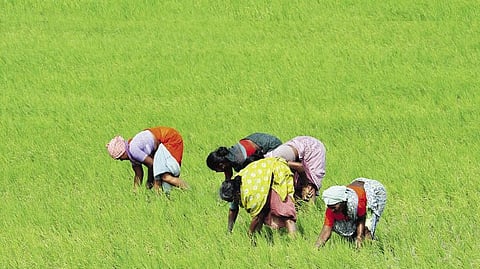 Year 2025 is believed to be a record production year for foodgrains