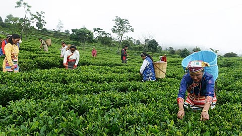 The tea industry’s survival needs policy reforms by the government
