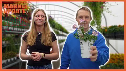 See article below for video and beautiful flowers!