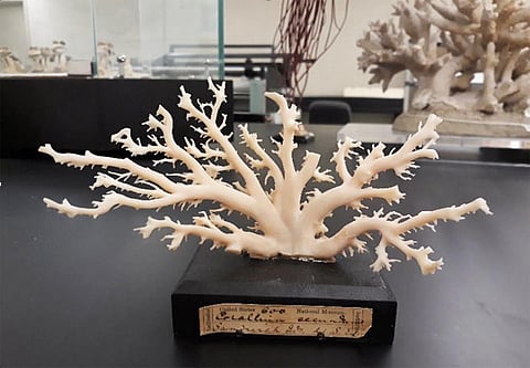 DNA Breakthrough Uncovers New Precious Coral Species