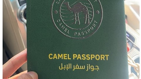 Saudi Arabia to roll out official passports for millions of camels

