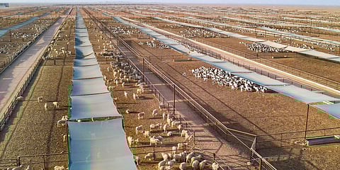 Food security drive pays off as GCC farm, fish output rises