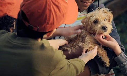 Puppy Place Season 2 trailer out