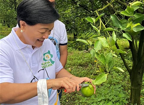 Nueva Vizcaya Provincial Tourism Council chair Ruth Padilla at Kasibu citrus farms. | PHOTOGRAPHS COURTESY OF  THE PROVINCE OF Nueva Vizcaya