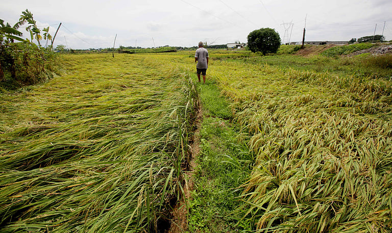 Farm walk for Nasugbu farmers shows benefits of planting Malusog Rice