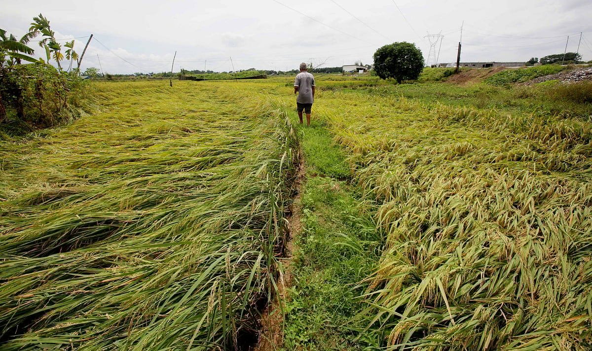 Farm walk for Nasugbu farmers shows benefits of planting Malusog Rice