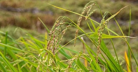 Central Luzon lands yield high-quality palay