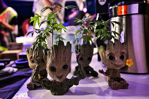 Lillian Suwanrumpha/Agence france-presse
People possessing or cultivating tiny amounts of marijuana can be punished under these harsh provisions.