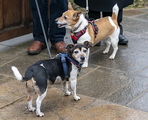 Rescue dogs Bluebell (R) and Beth, belonging to Britain's King Charles III and Britain's Camilla, Queen Consort, are pictured during a visit by the Queen Consort to Lacock, near Chippenham, western England.