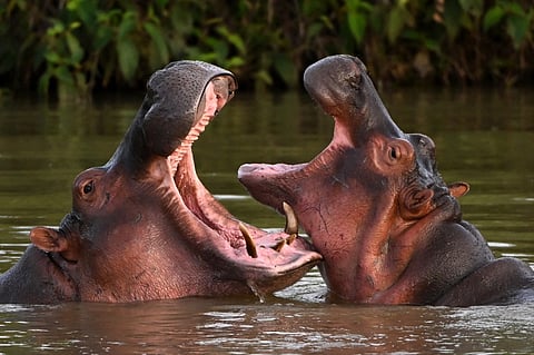 Hippos -- descendants from a small herd introduced by drug kingpin Pablo Escobar -- are seen in the wild in a lake near the Hacienda Napoles theme park, once the private zoo of Escobar, in Doradal, Antioquia Department, Colombia, on 19 April 2023. - Colombia is making progress on the transfer of 70 hippos to overseas sanctuaries in Mexico and India, but mitigating the havoc caused by this unusual legacy of deceased drug lord Pablo Escobar carries a hefty price tag: $3.5 million. The cocaine baron brought a small number of the African beasts to Colombia in the late 1980s, but after his death in 1993 the animals were left to roam freely in a hot, marshy area of Antioquia department, where environmental authorities have been helpless to curb their numbers which now stand at more than 150 animals. (Photo by Raul ARBOLEDA / AFP)