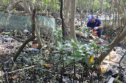 Plastic waste disrupts the growth and function of mangroves, ultimately leading to their degradation along with the animals that rely on these habitats for survival. | PHOTOGRAPHS COURTESY OF CCC