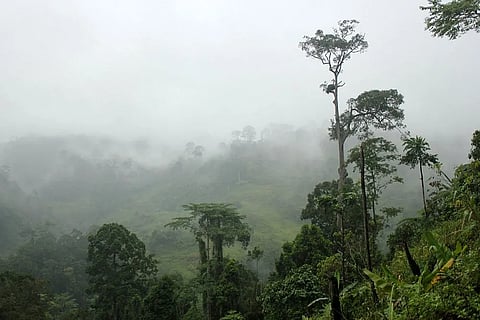 Conservation efforts are needed to preserve indigenous knowledge since the country has yet to maximize the medicinal value of plants and forest trees. |  PHOTOGRAPH COURTESY OF ESSC.ORG.PH