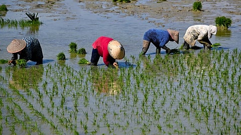 Indonesia rice imports spike as Jakarta shores up stocks