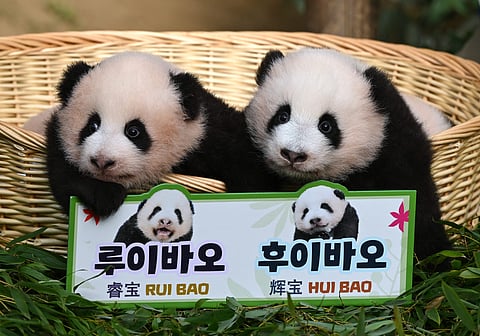 Panda cubs Rui Bao (L) and Hui Bao (R), who were born 97 days ago in South Korea, are seen during a ceremony to reveal their names at Everland Amusement and Animal Park in Yongin on 12 October 2023. (Photo by Jung Yeon-je / AFP)