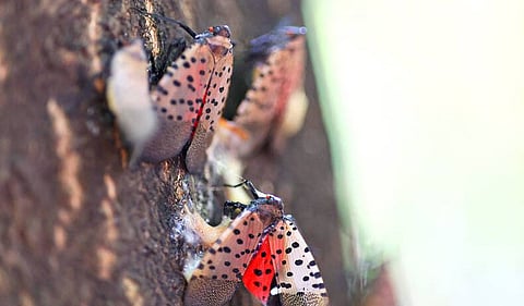 Spotted lanternflies devastating crops