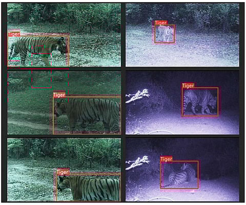 Easy as a pie AI-enabled cameras can easily identify tigers straying near human communities, but the challenge is identifying people — like poachers — who threaten wildlife. | EREMY DERTIEN/RESOLVE INC. AND CLEMSON UNIVERSITY/Agence france-presse