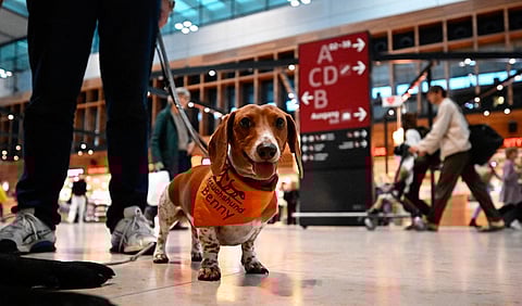 Comfort Dog Benny, a Dachshund, is pictured during its mission at the Berlin Brandenburg Airport BER in Schoenefeld, southeast of the German capital Berlin on 20 October 2023. (Photo by Tobias SCHWARZ / AFP)  