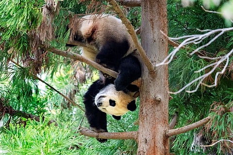 (FILES) Giant Panda Xiao Qi Ji hangs upside down from a tree in its enclosure at the Smithsonian's National Zoo in Washington, DC, on 7 November 2023. Chinese President Xi Jinping appears ready to deploy his country's soft power after his summit with US President Joe Biden -- in the form of cuddly pandas. Tensions between Washington and Beijing mean that only a handful of the black and white bears remain in the United States, with three having left the national zoo in Washington earlier this month. But Xi told a dinner after meeting Biden in California on 15 November 2023, that China could send new pandas as "envoys of friendship between the Chinese and American people." (Photo by Jim WATSON / AFP)