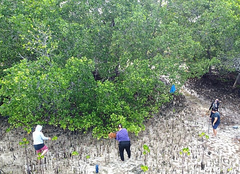 Restoring mangroves will help reduce carbon dioxide levels by binding large quantities of carbon dioxide from the atmosphere. (PHOTOGRAPHS COURTESY OF MAMA EARTH FOUNDATION
)