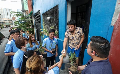 Makati distributes anti-mosquito plants