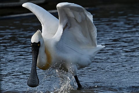 Migratory bird staging comeback