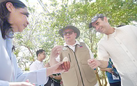 ‘Don’t cut your cacao trees’