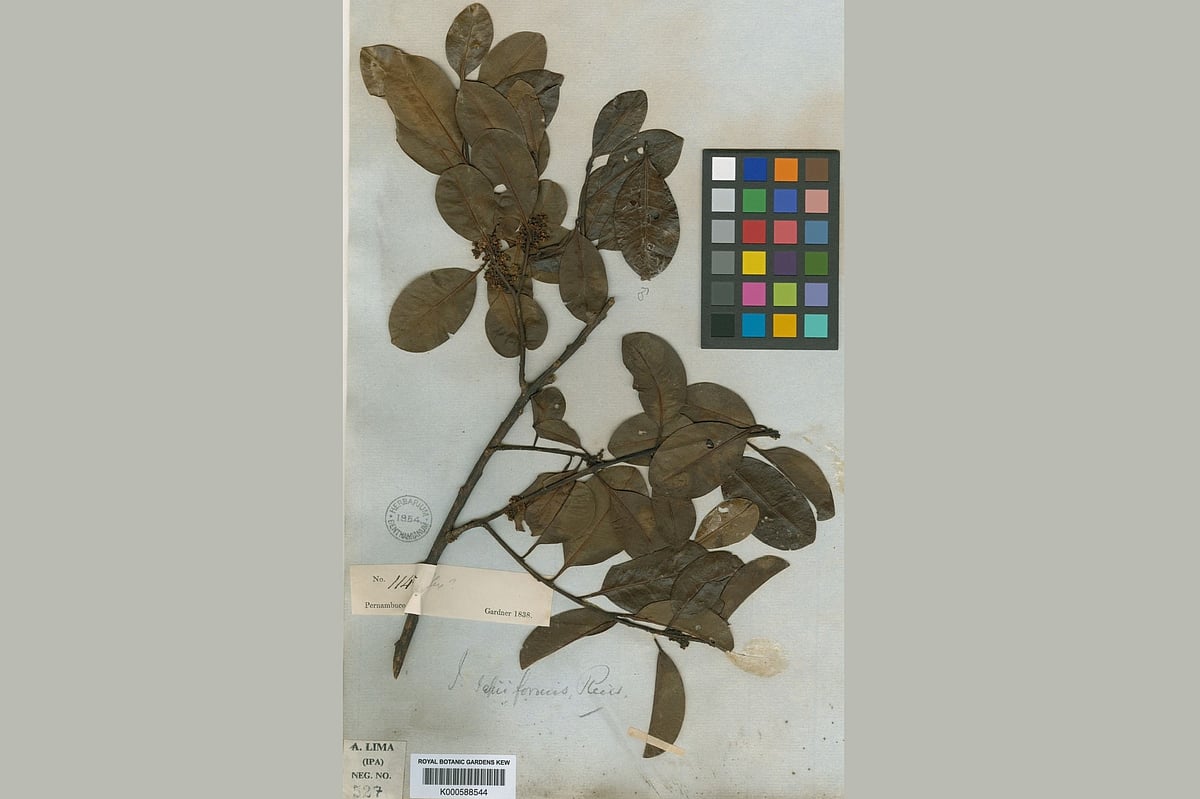 Scientists rediscover small Brazil tree, 185 years on