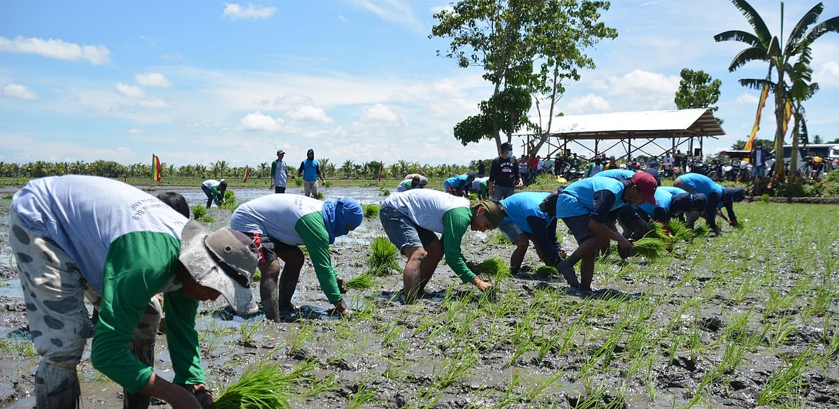 Farmers get insighton Malusog rice variety