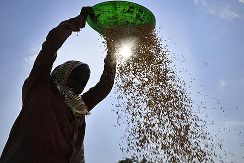 A farmer at thepaddy field