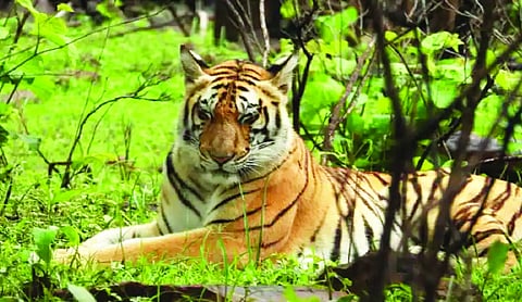 Madhya Pradesh reports 406 deaths, 5,804 injuries in wild animal attacks