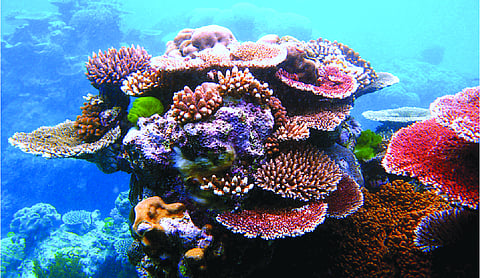 Almost all coral reef ecosystems face risk of collapse in 50 years, study warns
