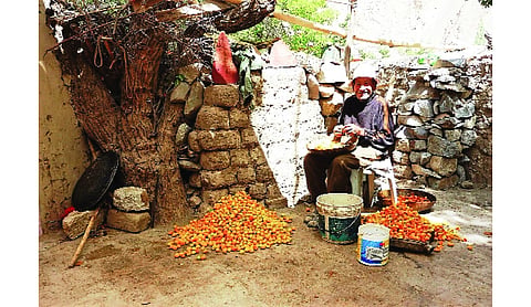 Ladakh’s green dream takes root in the heart of the Himalayas