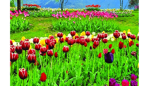 NDMC plans bigger tulip garden at Nehru Park