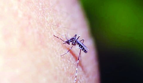 Dengue, malaria cases on risk