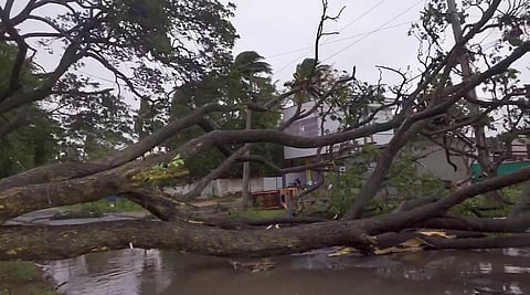 A large uprooted tree lying across a flooded road beside power lines after a cyclone