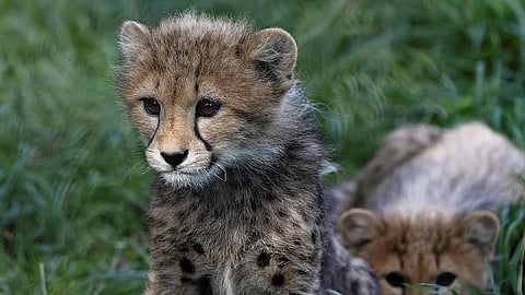 Centre sends high-level team to probe cheetah KNG22's death from pellet injuries
