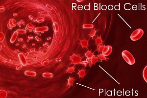 In vitro blood cells could reduce need for donation