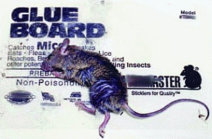 Banned glue used to trap, painfully kill rodents