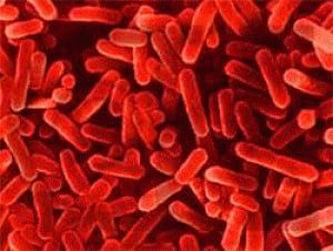 Now, device that detects presence of bacteria within minutes