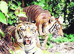 Palamau Tiger Reserve caught in the crossfire