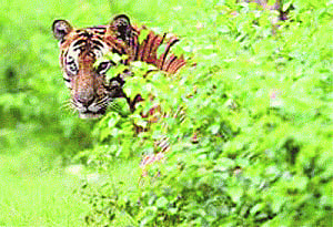 Straying tiger to find home in Satkosia?
