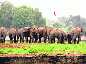 Tuskers bring jumbo trouble to Rourkela
