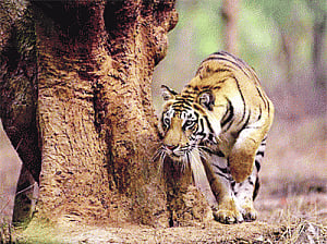 Environmentalists oppose relocation of villages, ruffle feathers