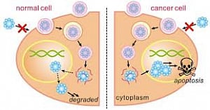 Human trial for anti-cancer wonder drug to start in 2014
