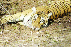 Poachers make big cat killings with handy drug