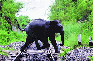 No night trains in corridor to stop jumbos dropping in tracks
